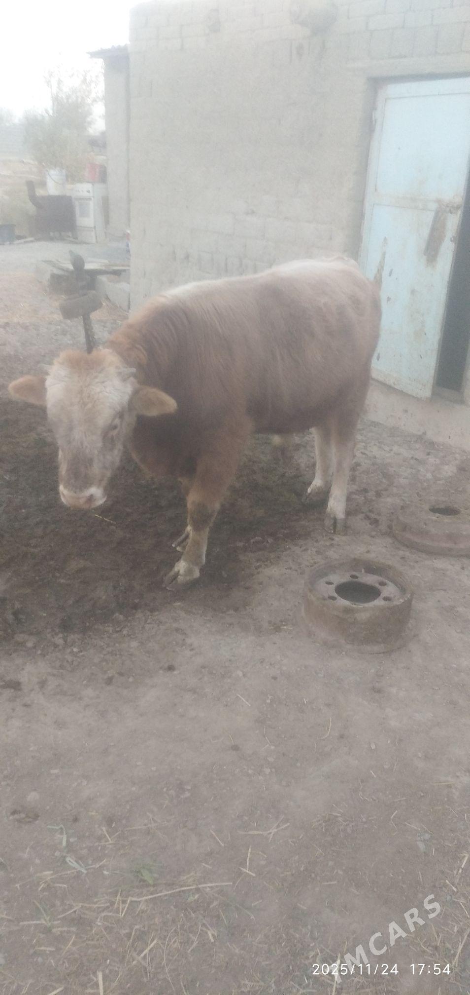 Öküz - Бахарден - img 3