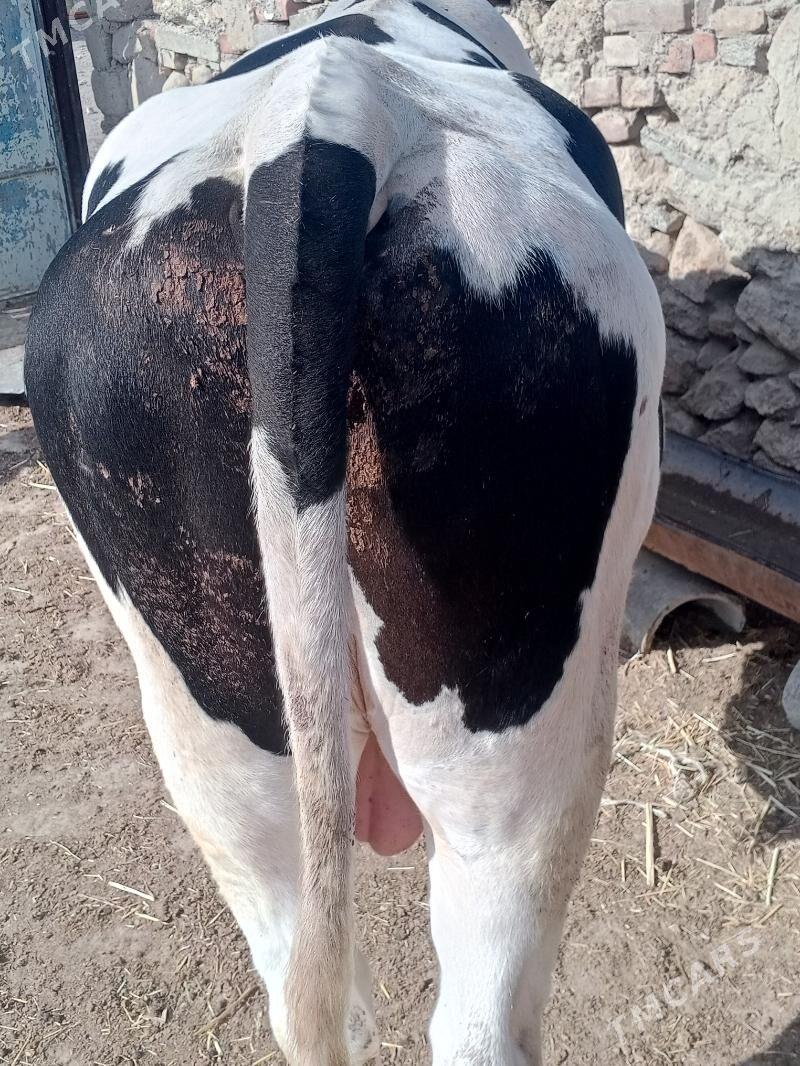 galşdeýin öküz - Берекет - img 2