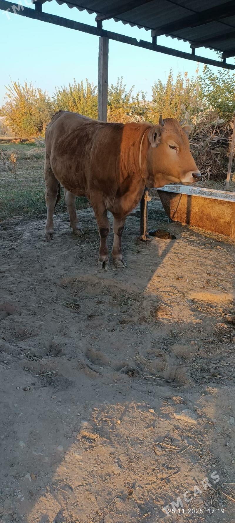 semiz tuwe - Gökdepe - img 1