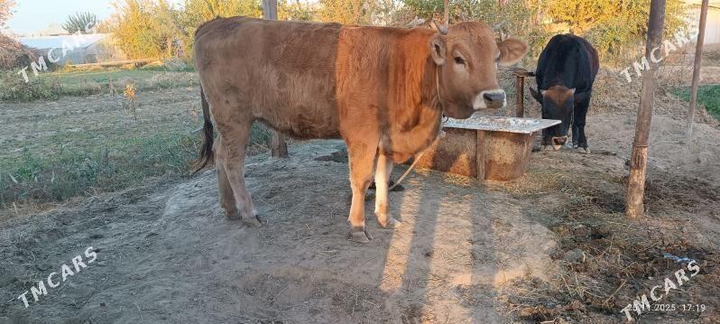 semiz tuwe - Gökdepe - img 2