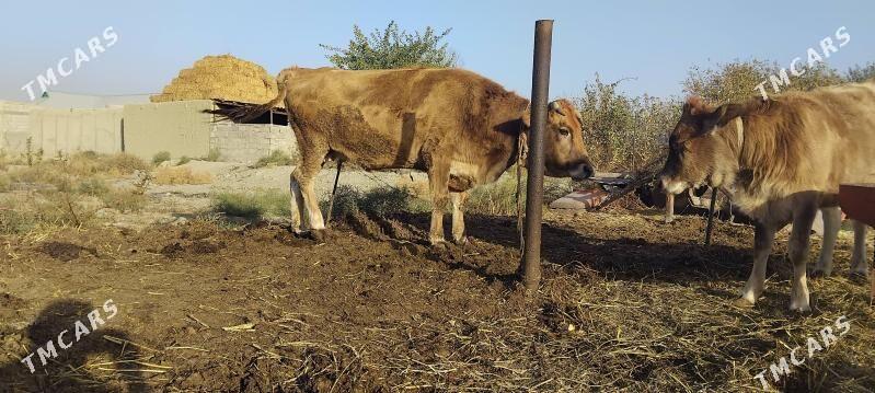 gysyr.sygyr - Bäherden - img 2