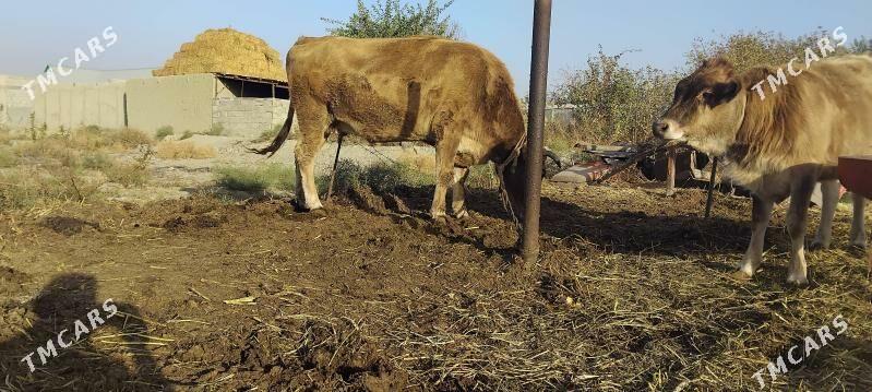 gysyr.sygyr - Bäherden - img 1