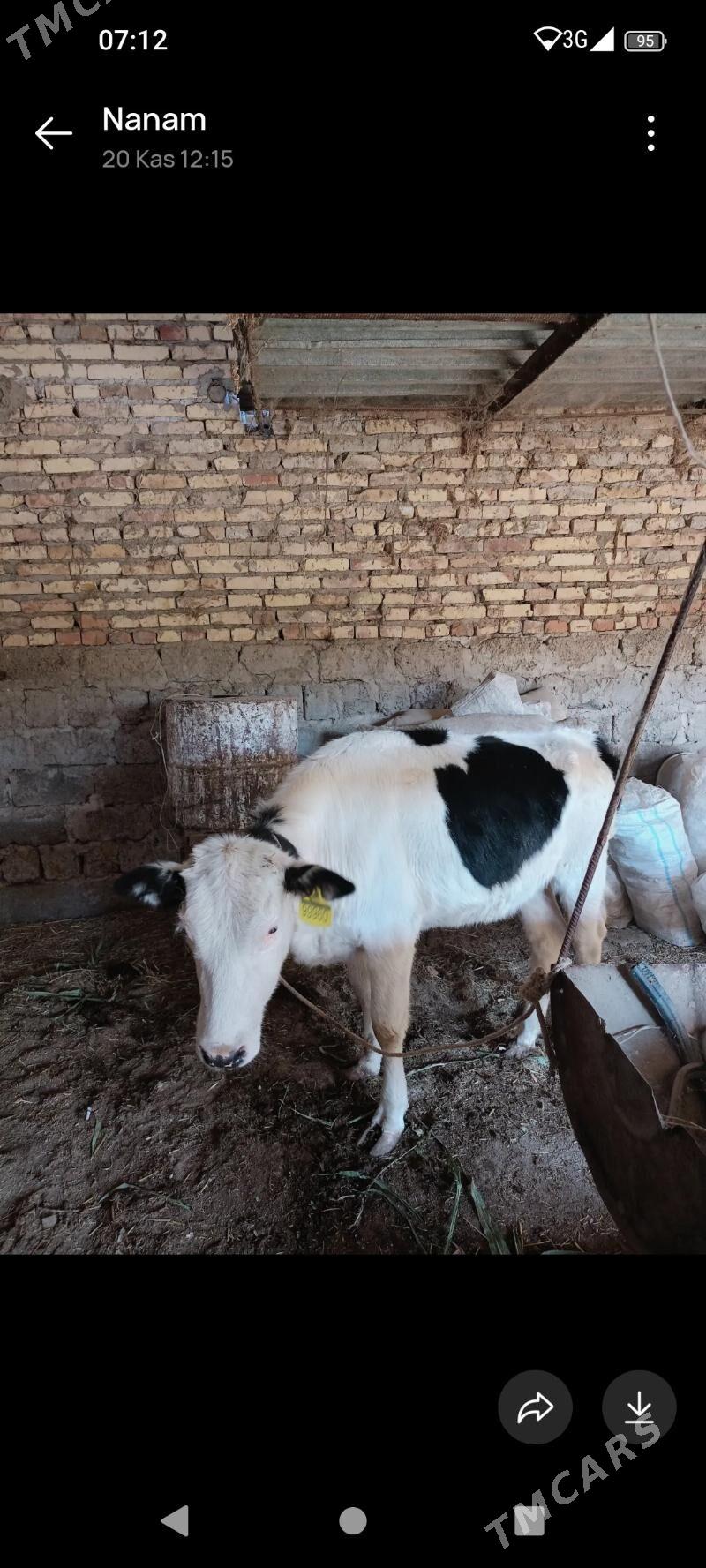 gibrit - Çärjew - img 2