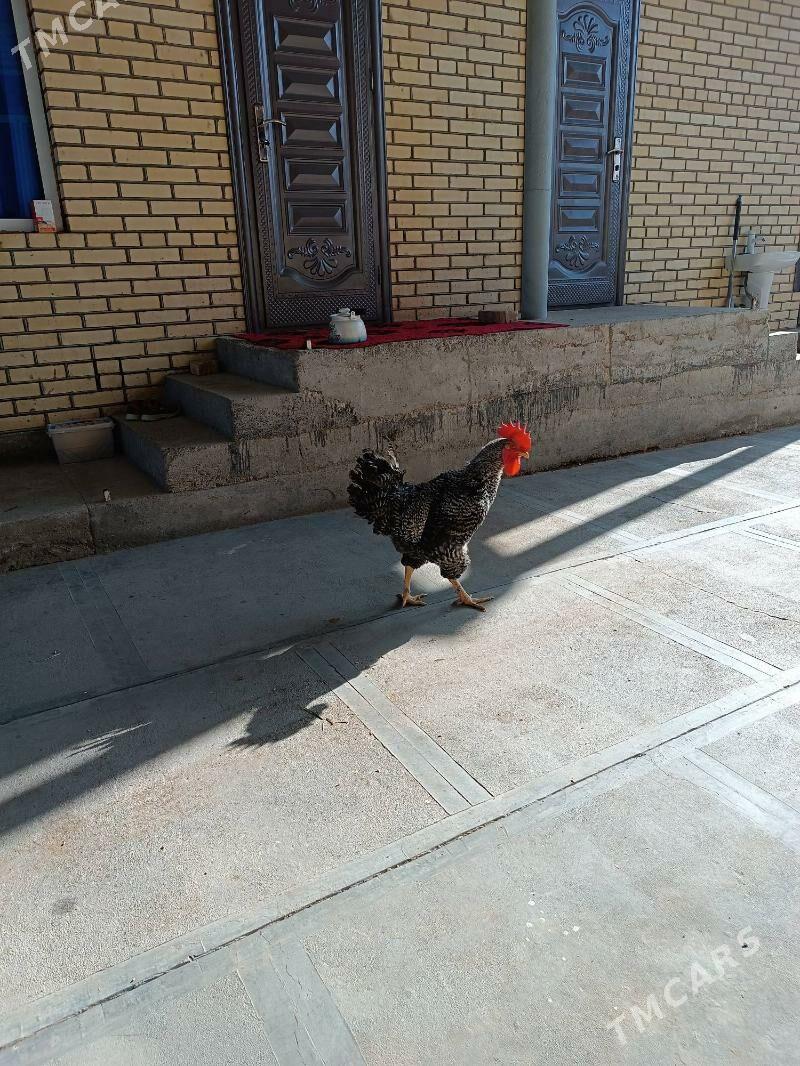 Gigant Towuk - Мары - img 2