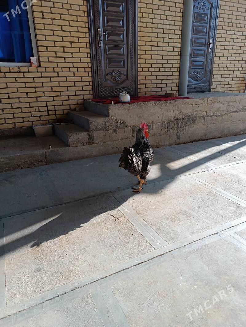 Gigant Towuk - Мары - img 3