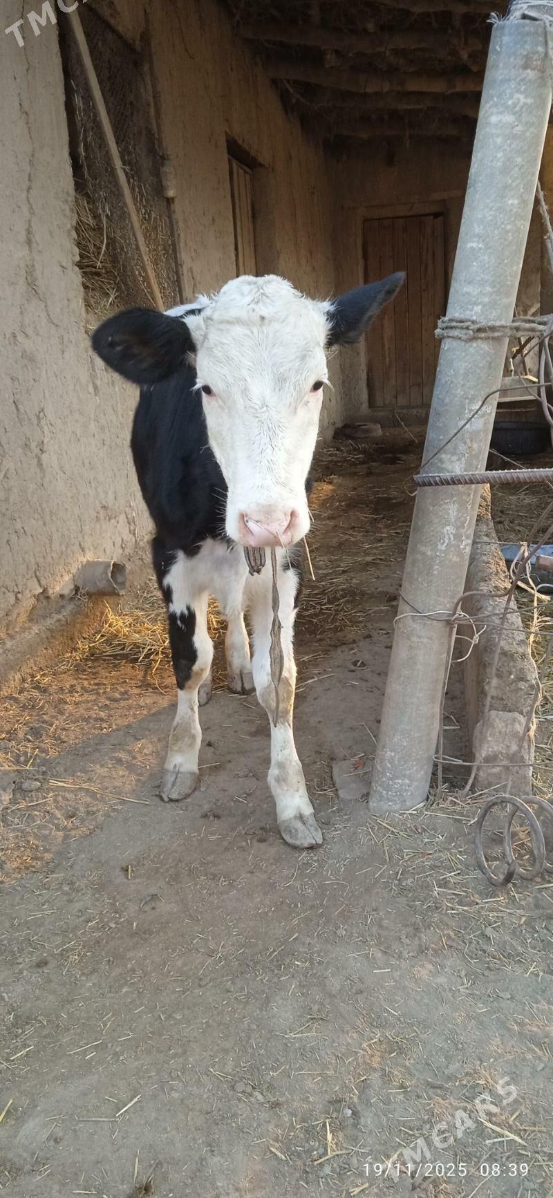 Simental unajyn - Dänew - img 1