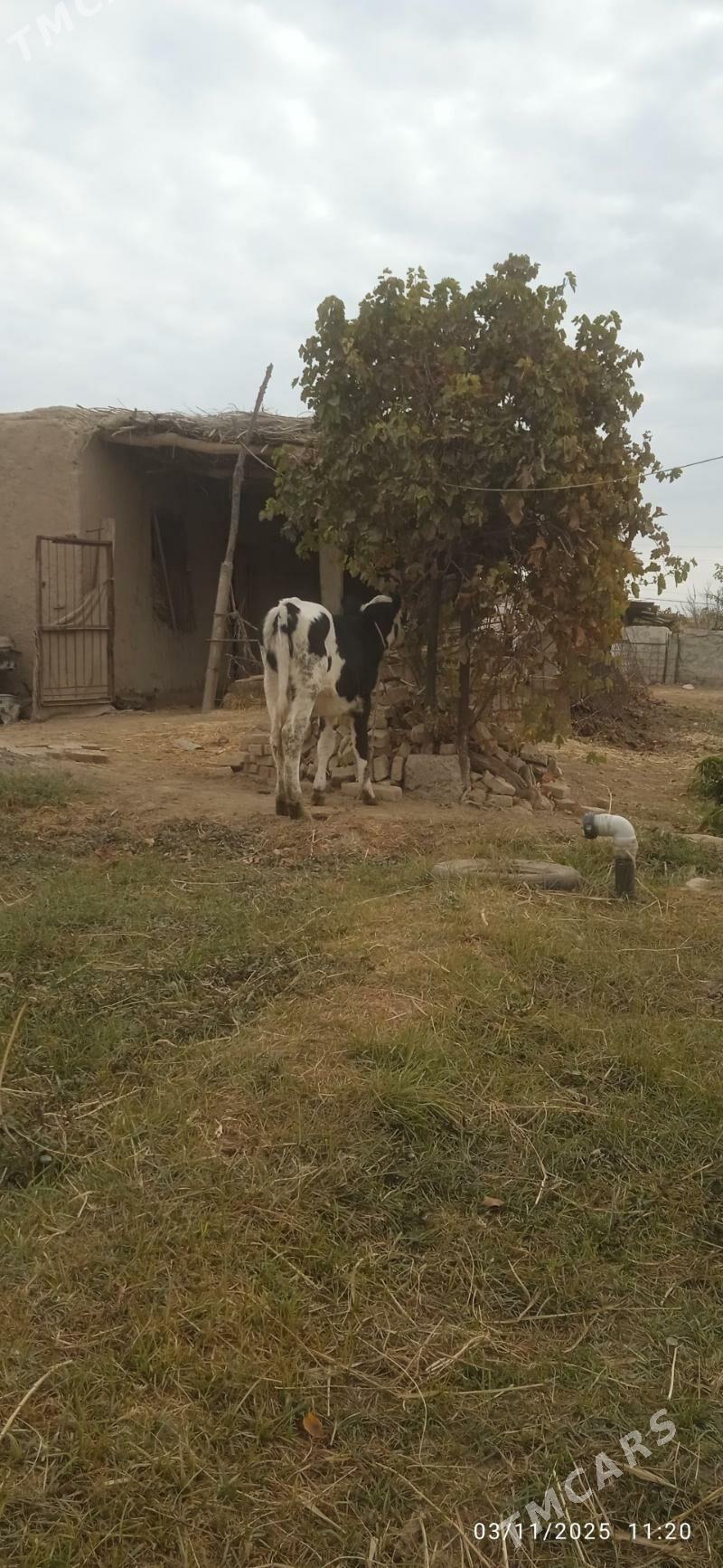 Simental unajyn - Dänew - img 4