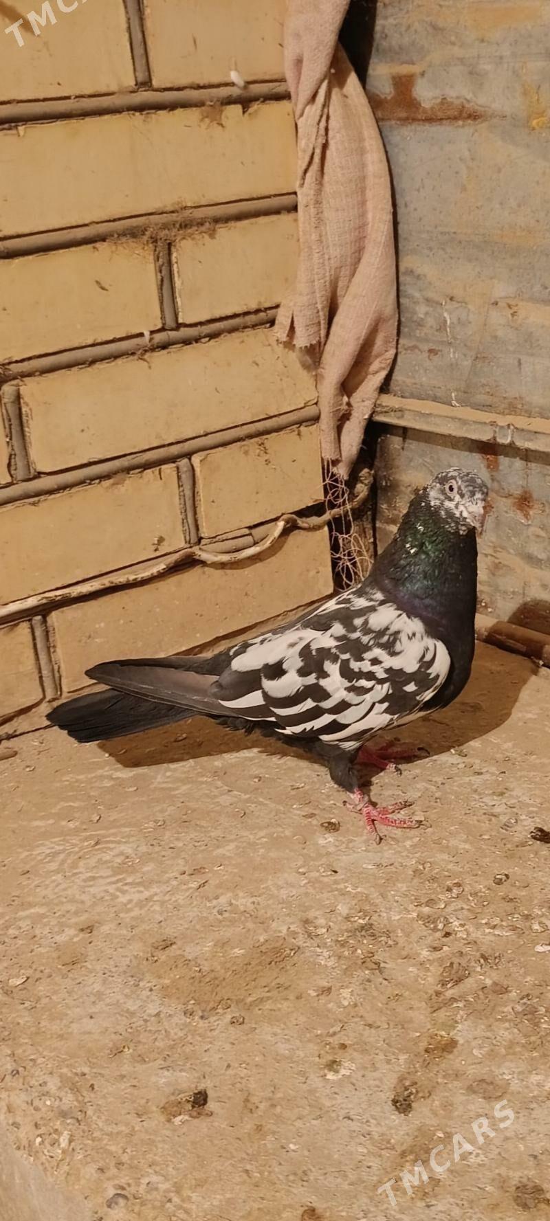 kepderi - Мары - img 2