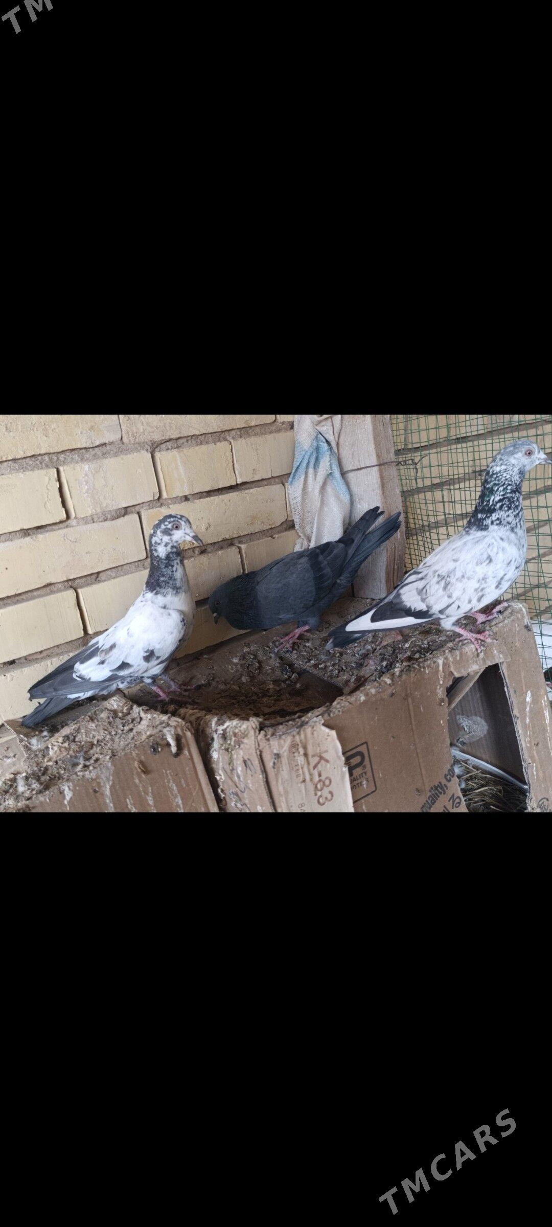 kepderi - Мары - img 3