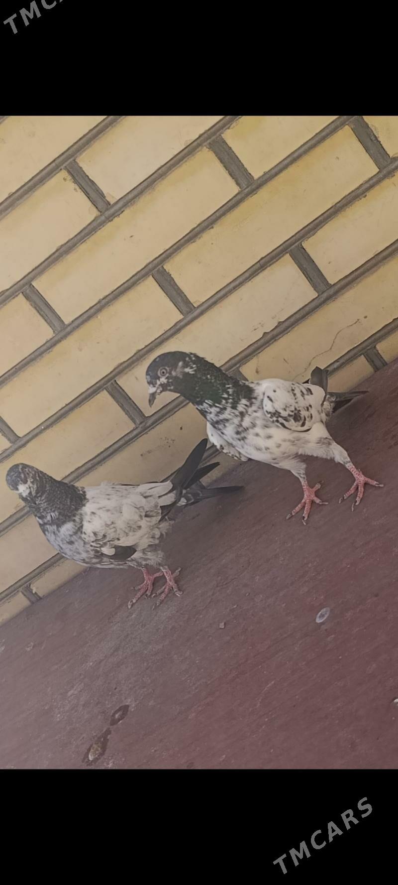 kepderi - Мары - img 2