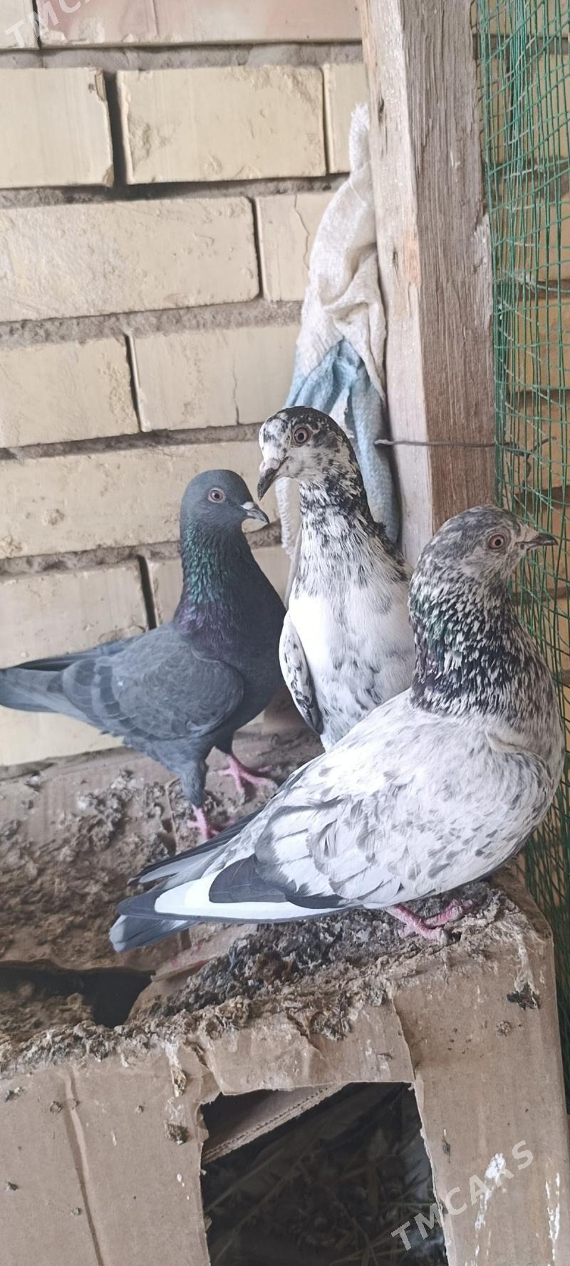 kepderi - Мары - img 4