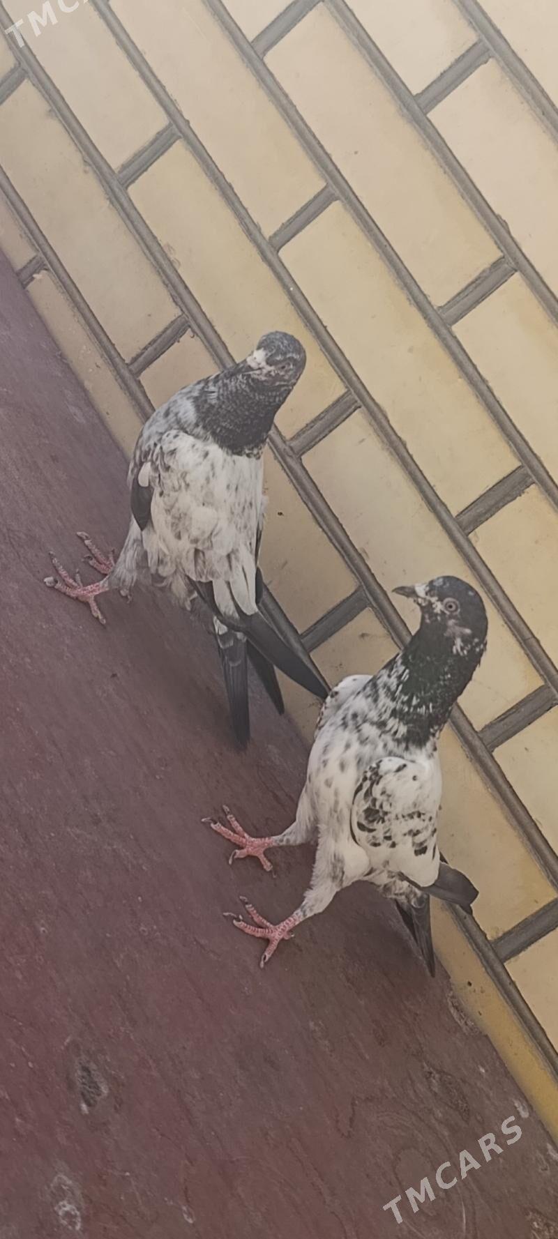 kepderi - Мары - img 1