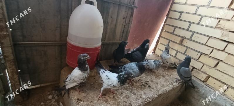 kepderi - Мары - img 9