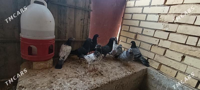 kepderi - Мары - img 5