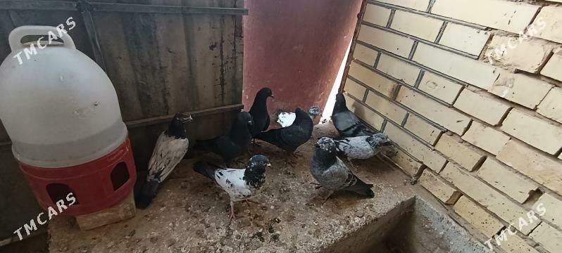 kepderi - Мары - img 10