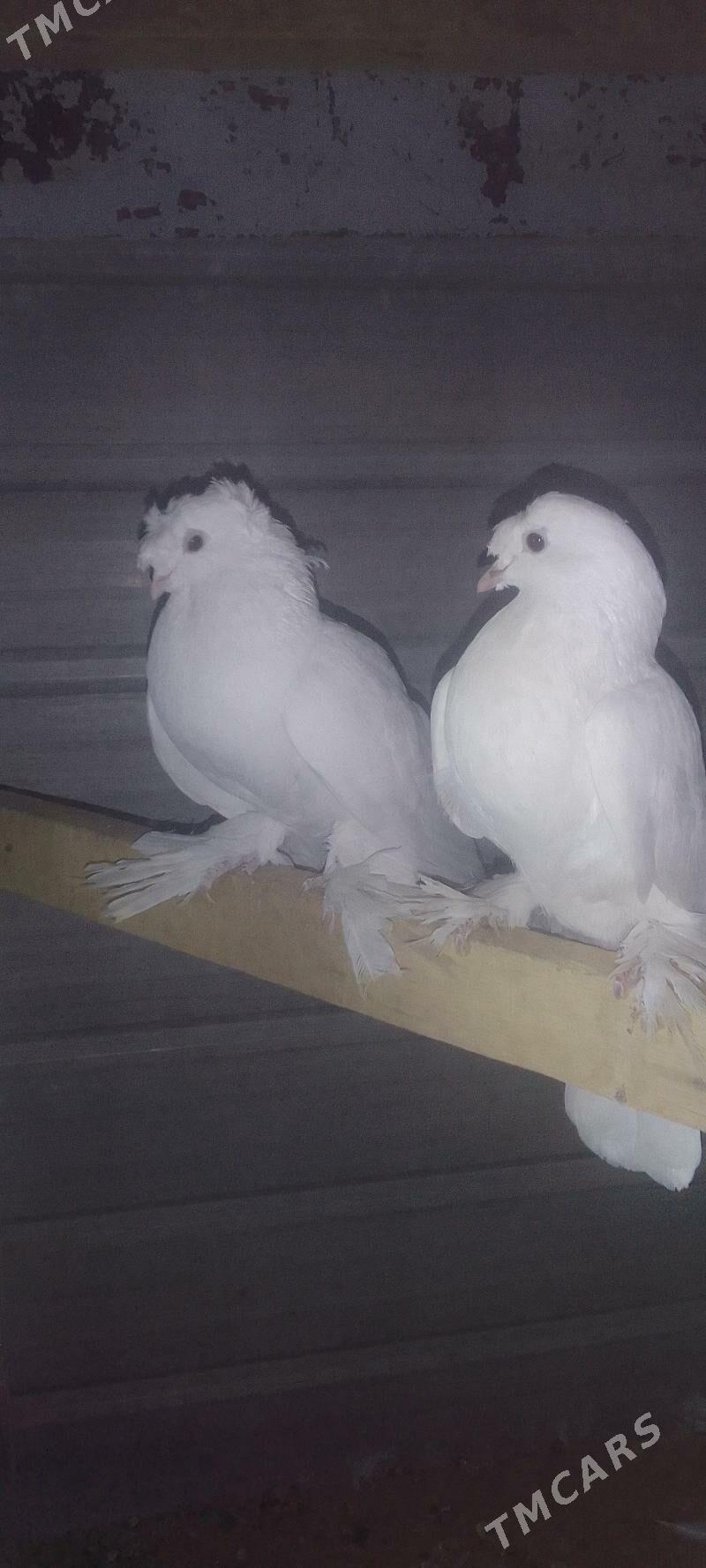 kepderi - Мары - img 9