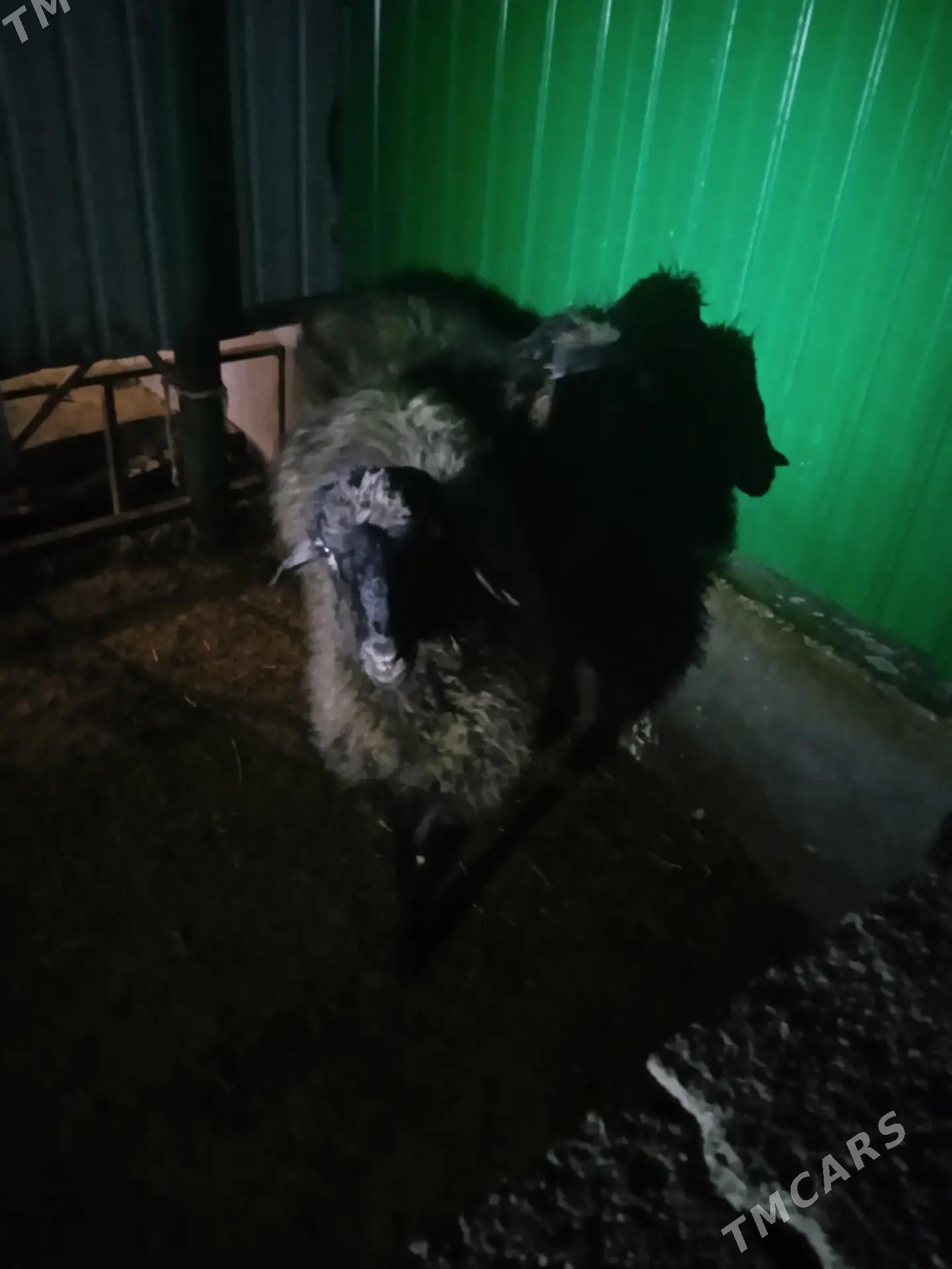 Goyun tokly - Ашхабад - img 4