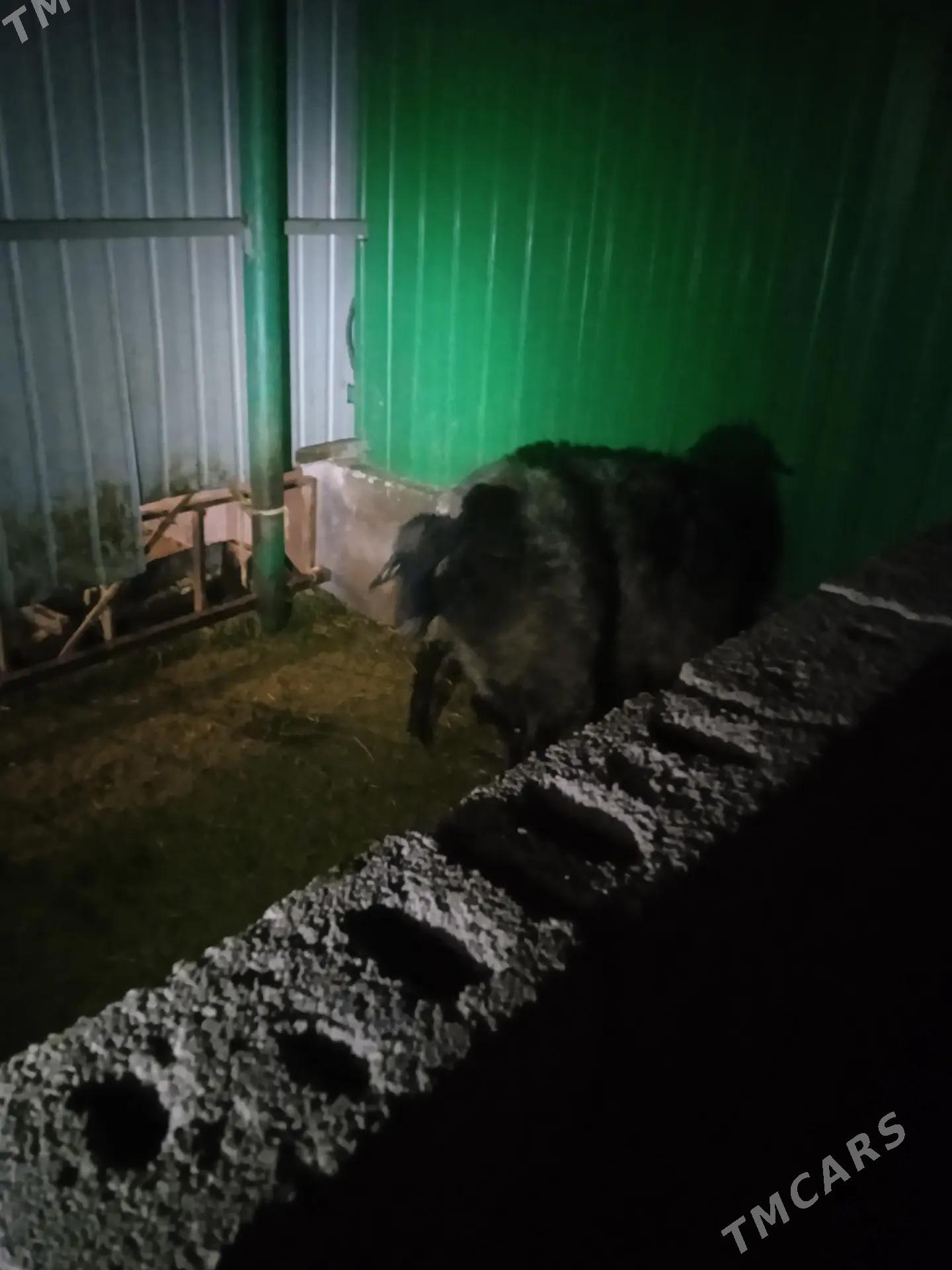 Goyun tokly - Ашхабад - img 2