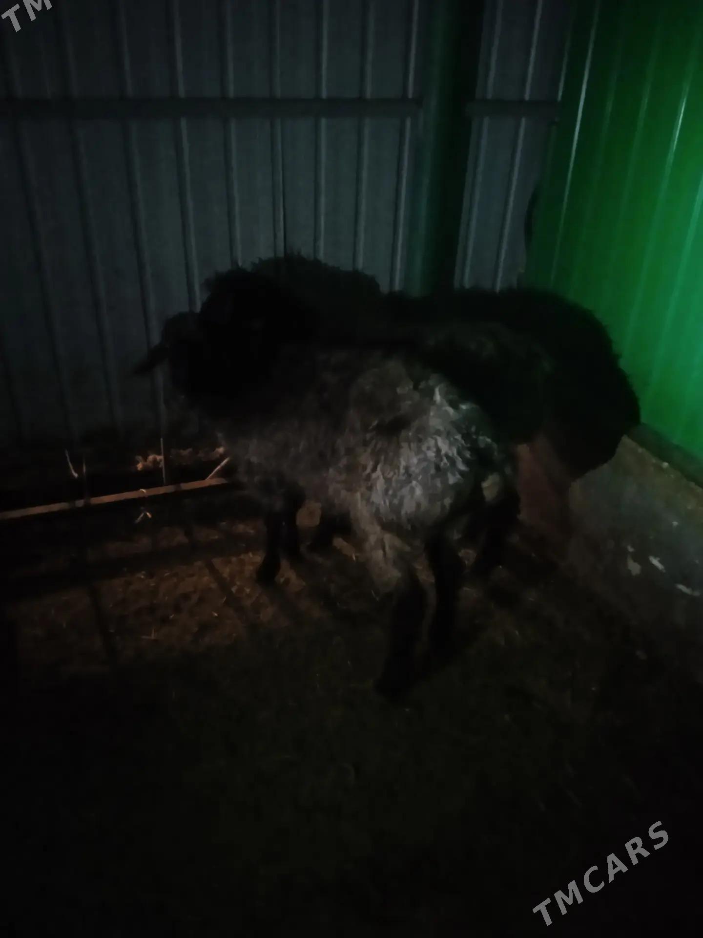 Goyun tokly - Ашхабад - img 3