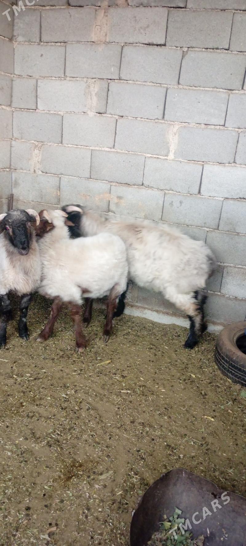 elin mallar - Büzmeýin - img 3