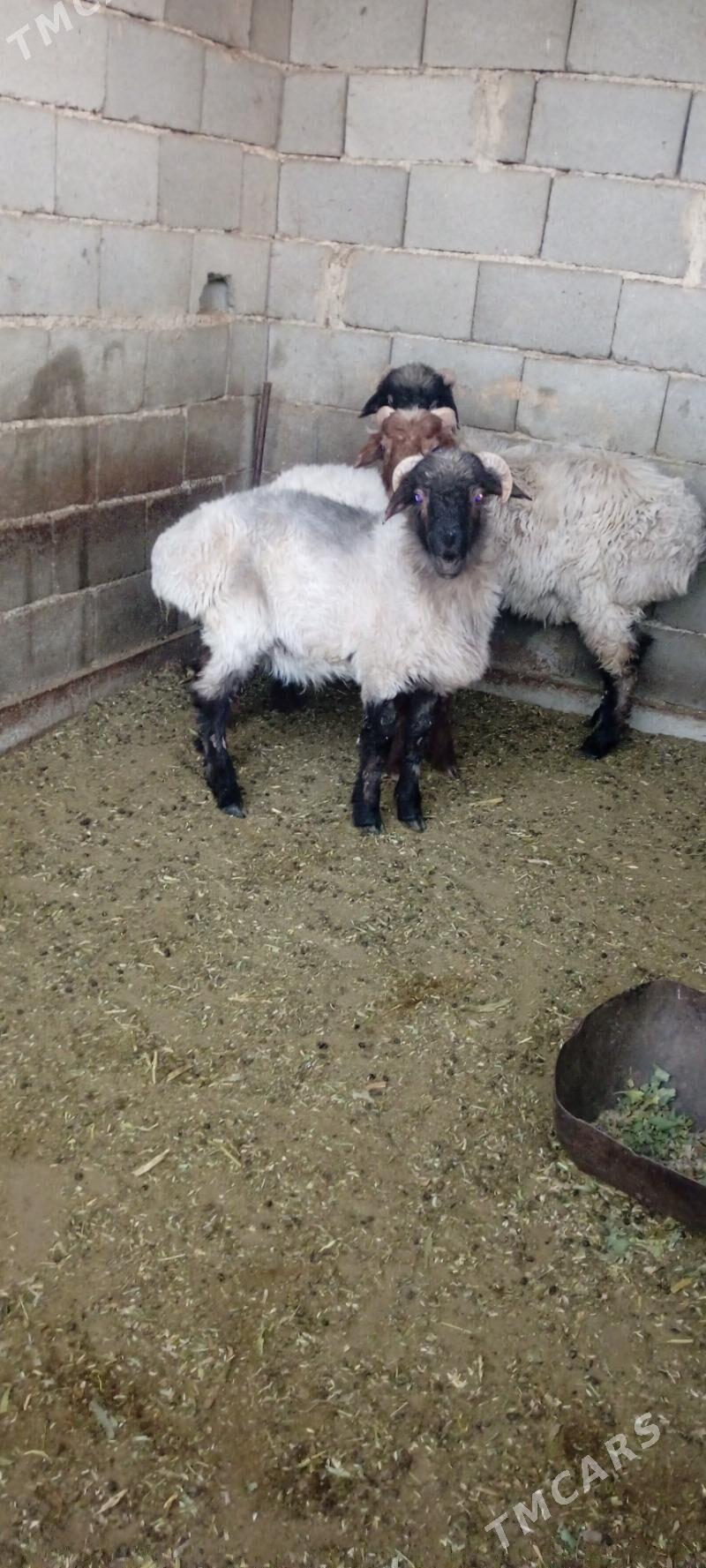 elin mallar - Büzmeýin - img 4