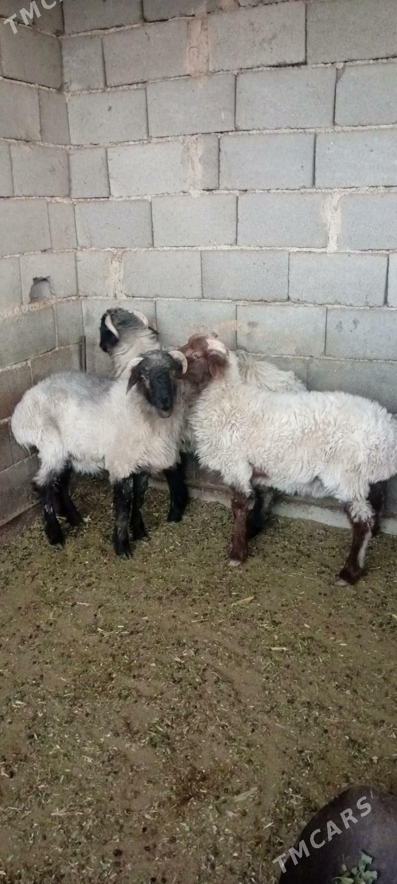 elin mallar - Büzmeýin - img 2