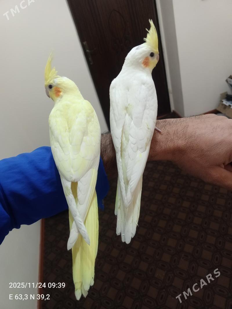 karella - Dänew - img 2