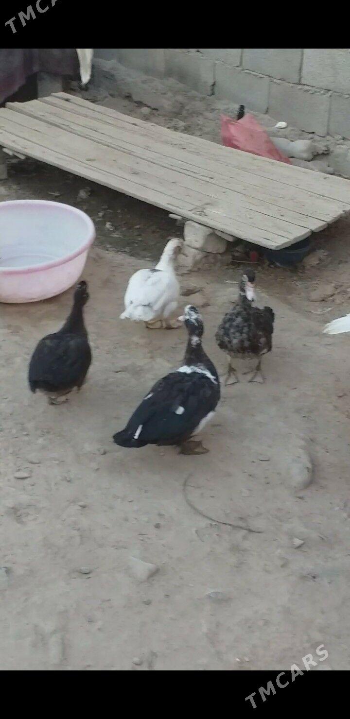 İndawutga - Tejen - img 2