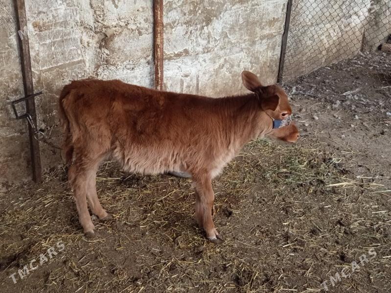 goleli sygyr - Bäherden - img 2