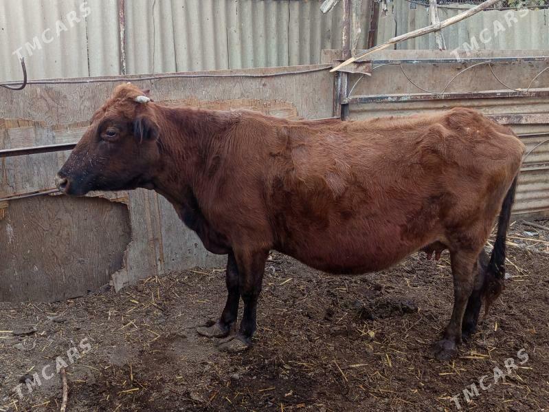 goleli sygyr - Bäherden - img 3