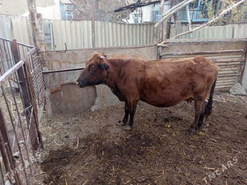 goleli sygyr - Bäherden - img 4