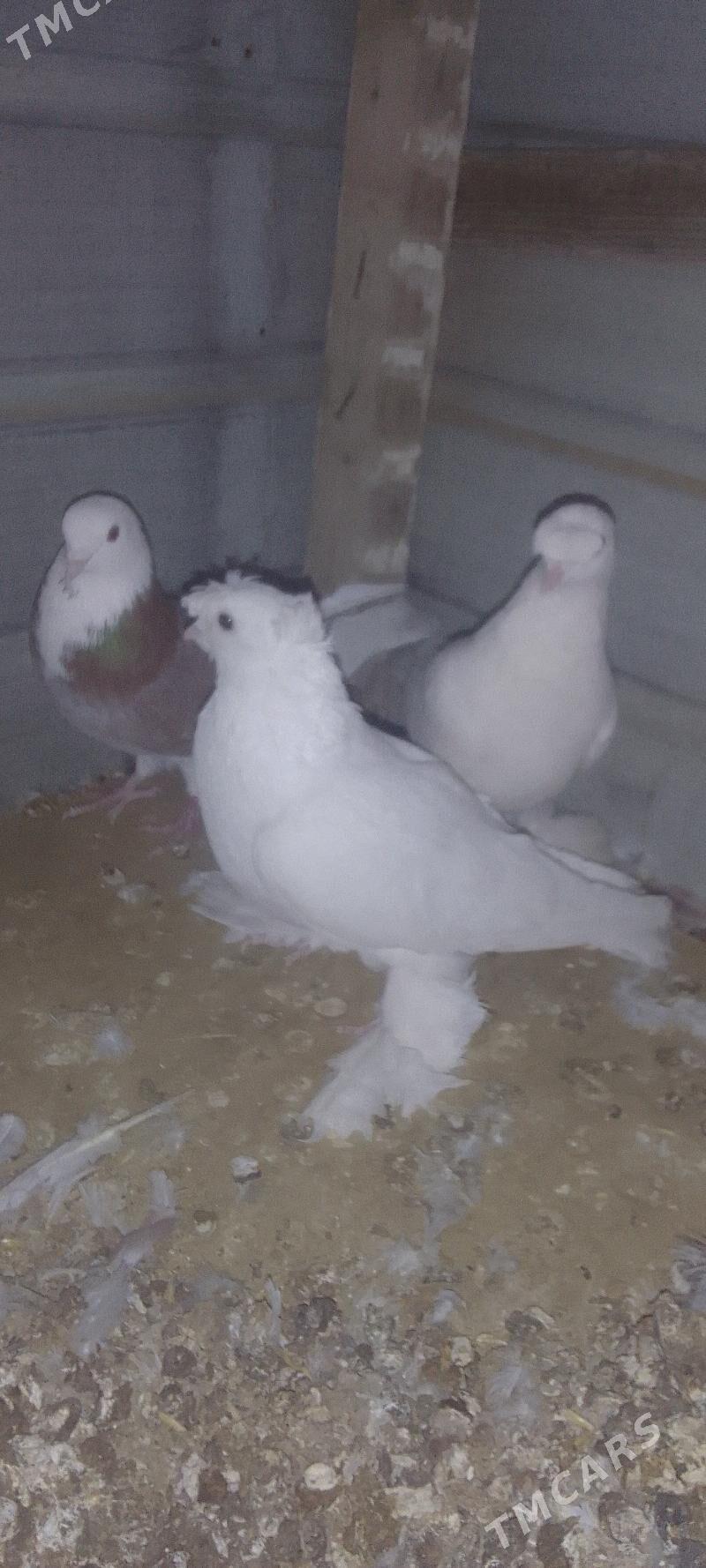 kepderi - Мары - img 3