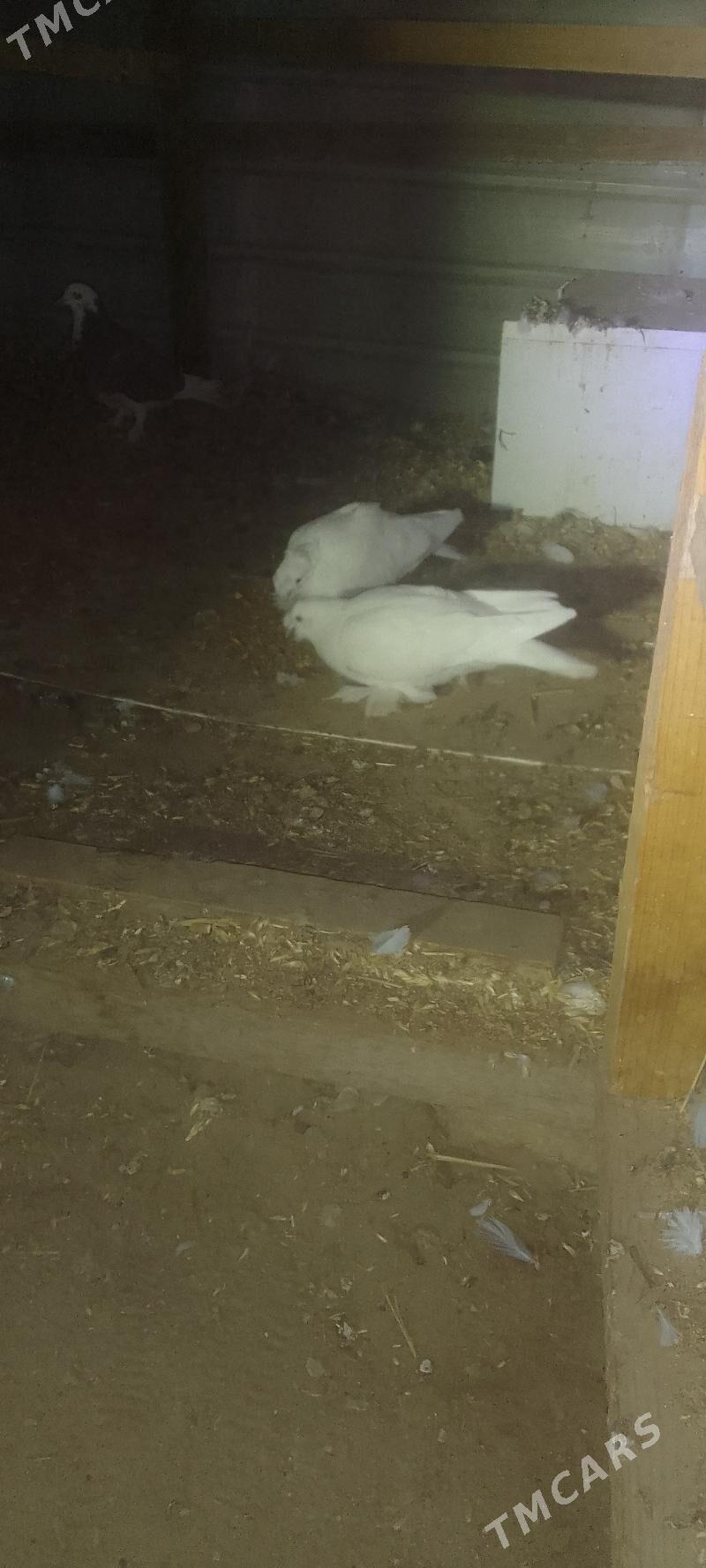 kepderi - Мары - img 2