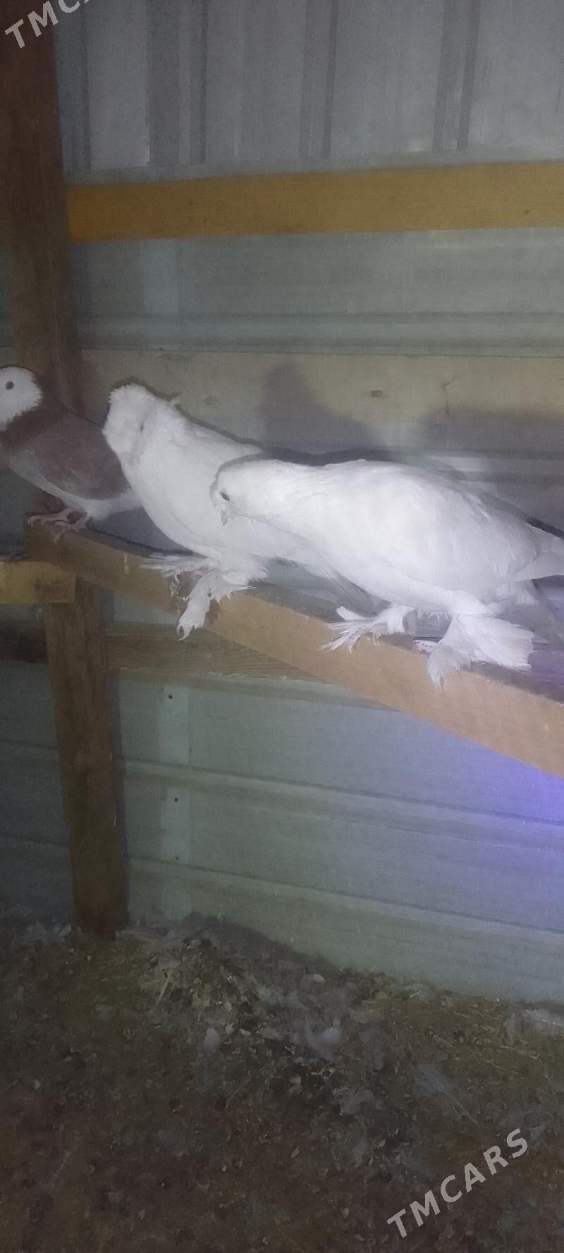 kepderi - Мары - img 7