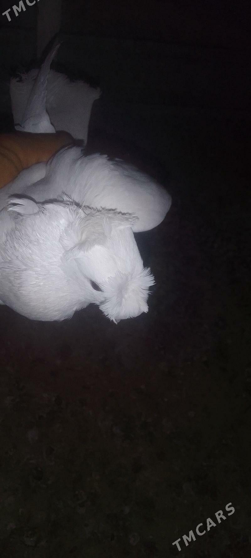 kepderi - Мары - img 6