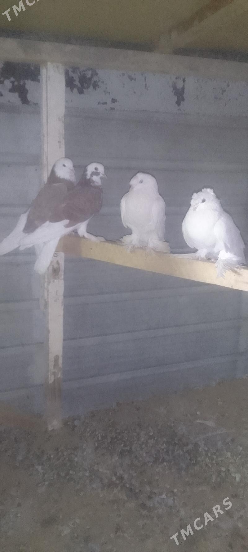 kepderi - Мары - img 8