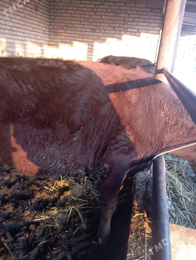 Sygyr - Çärjew - img 1