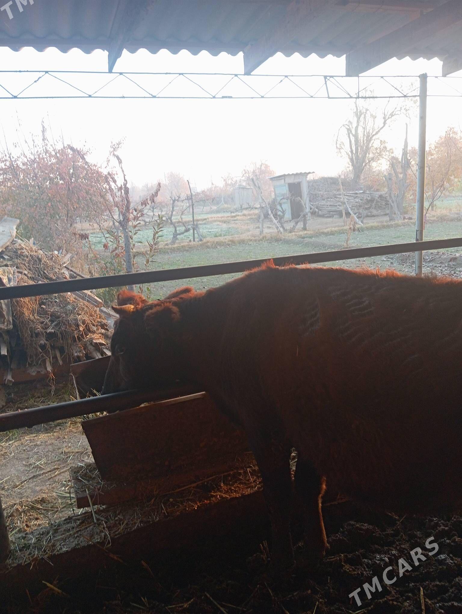 Sygyr - Çärjew - img 5