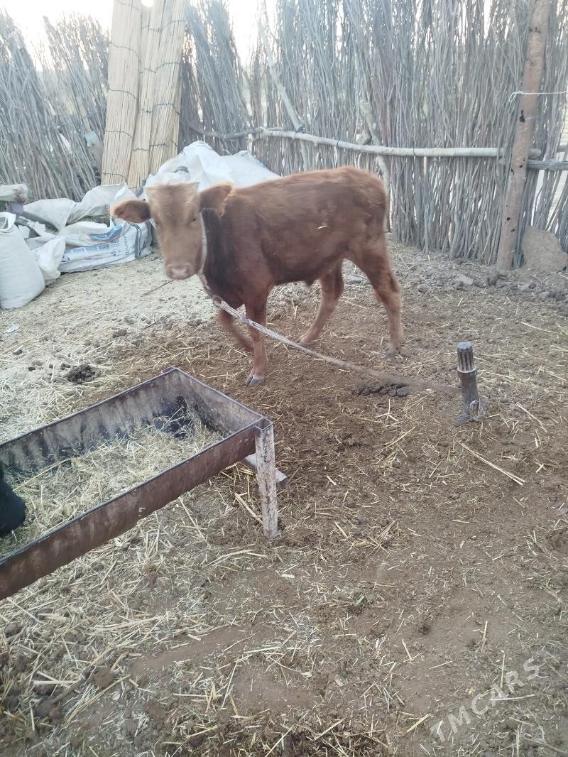 okü - Sakarçäge - img 3