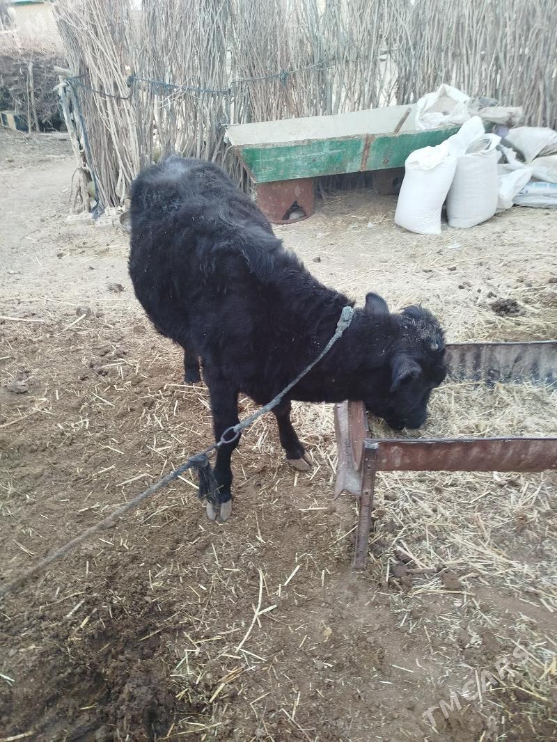 okü - Sakarçäge - img 2