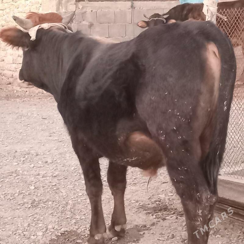 sbet okuz - Gyzylarbat - img 1