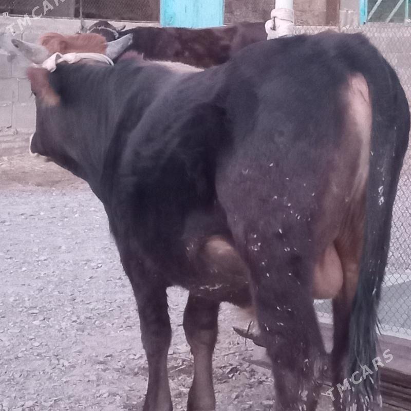 sbet okuz - Gyzylarbat - img 3