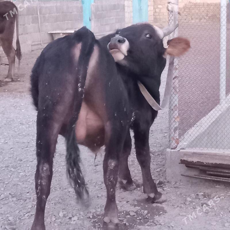 sbet okuz - Gyzylarbat - img 2