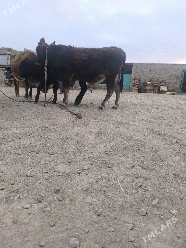 okiz - Берекет - img 2