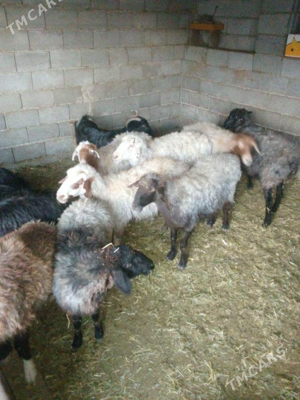 GOŶUN GEÇI - Бахарден - img 3