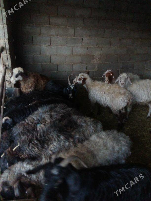 GOŶUN GEÇI - Бахарден - img 2