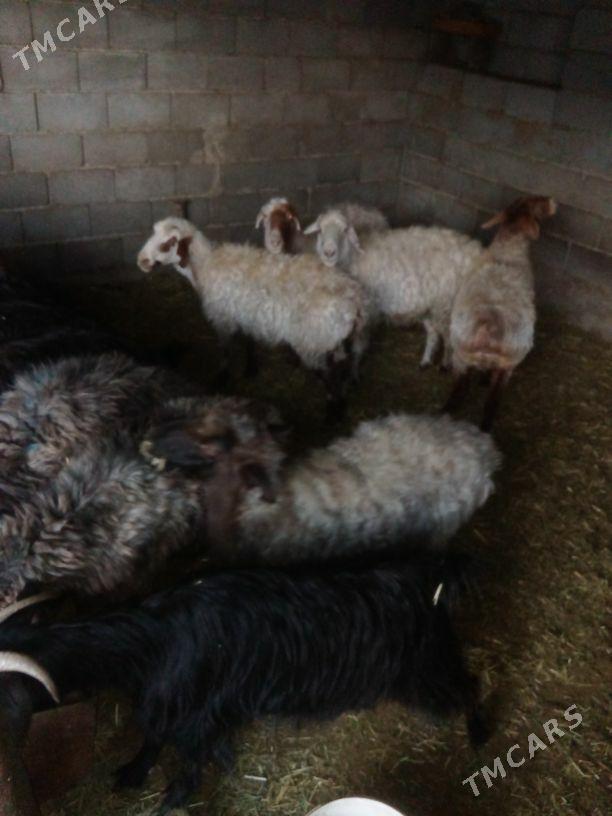 GOŶUN GEÇI - Бахарден - img 1