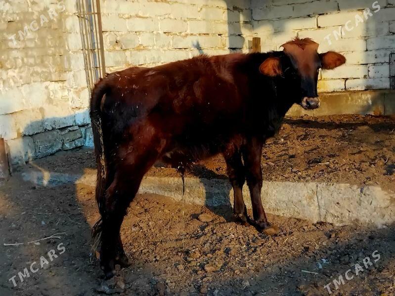 окузче - Türkmenabat - img 2