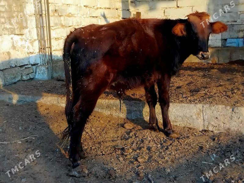 окузче - Türkmenabat - img 3