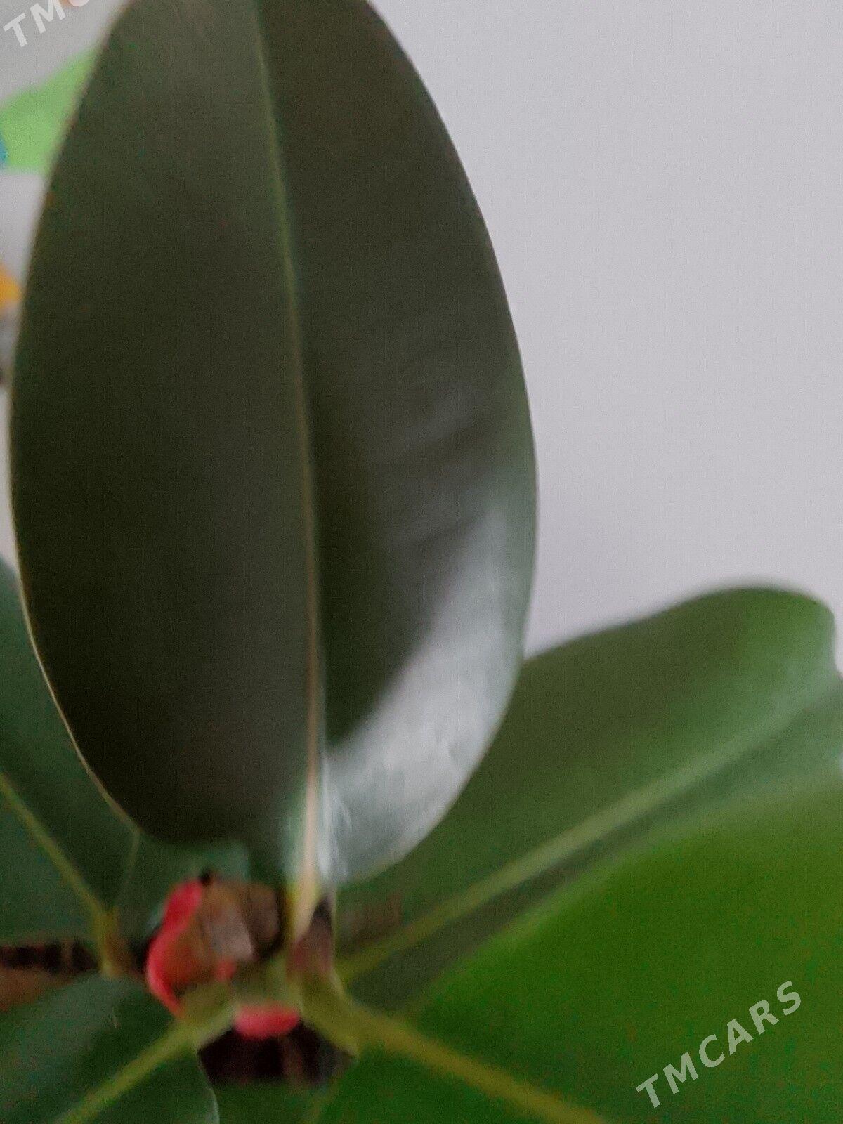 Фикус - 30 мкр - img 3